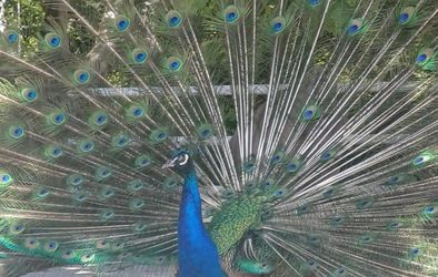 Okolica Ortopedske bolnišnice Valdoltra.